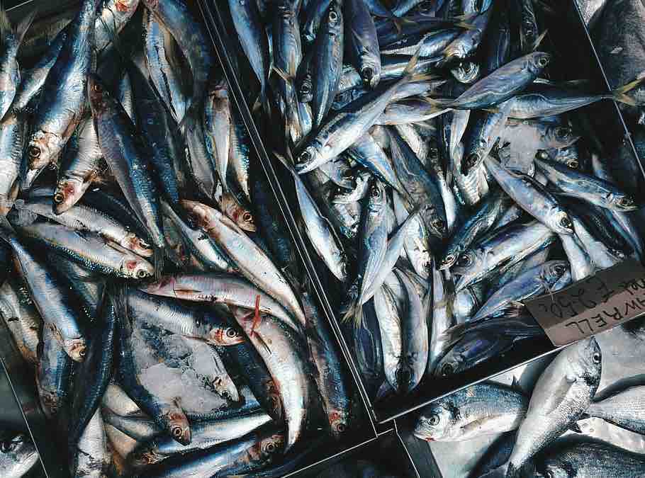 GERMANIA, Il pesce azzurro ottimo contro i reumatismi