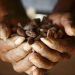 Il cacao continua a raggiungere livelli record nel mercato borsistico