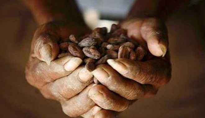 Il cacao continua a raggiungere livelli record nel mercato borsistico