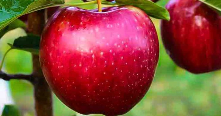 Iran al 4° posto nella produzione di mele nel mondo