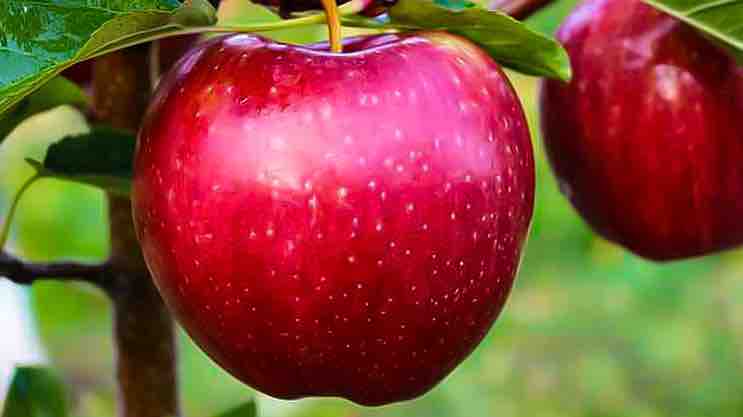 Iran al 4° posto nella produzione di mele nel mondo