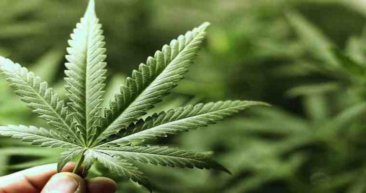 Germania legalizza la cannabis con tre piante coltivate per adulto
