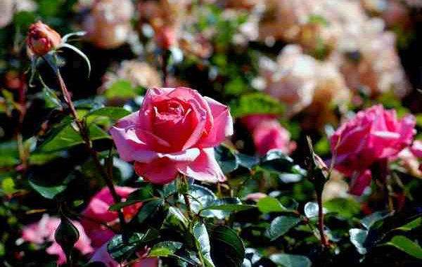 Marocco, La rosa damascena viene raccolta nella Valle delle Rose