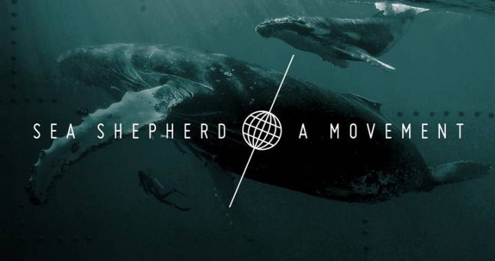 Africa, pesca illegale: Sea Shepherd pubblica un cortometraggio
