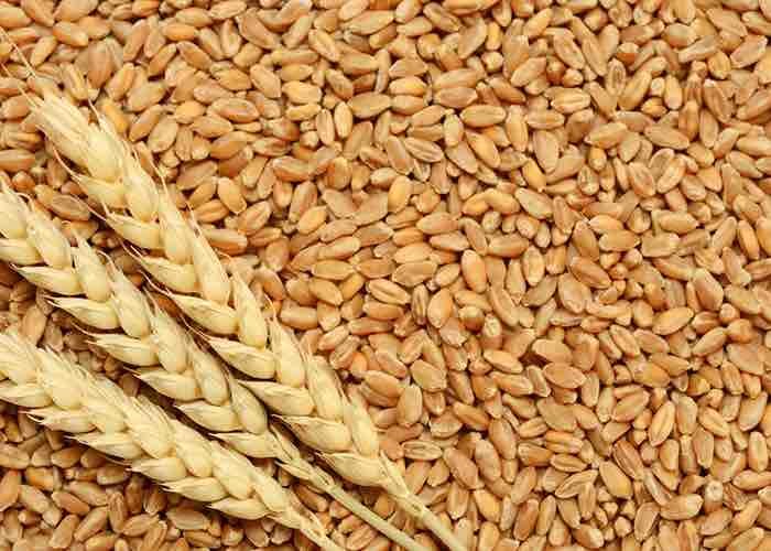 I maggiori esportatori di grano al mondo