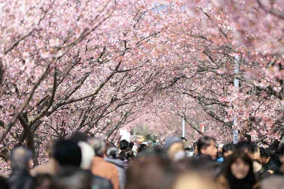Okinawa si sta preparando per la stagione della fioritura dei ciliegi