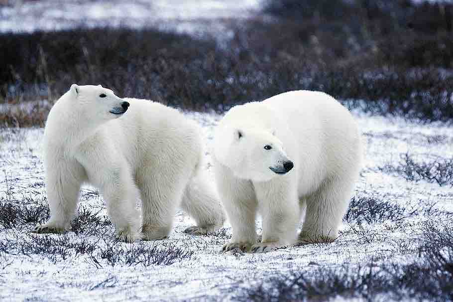 Canada, La popolazione di orsi polari diminuisce nel nord-est