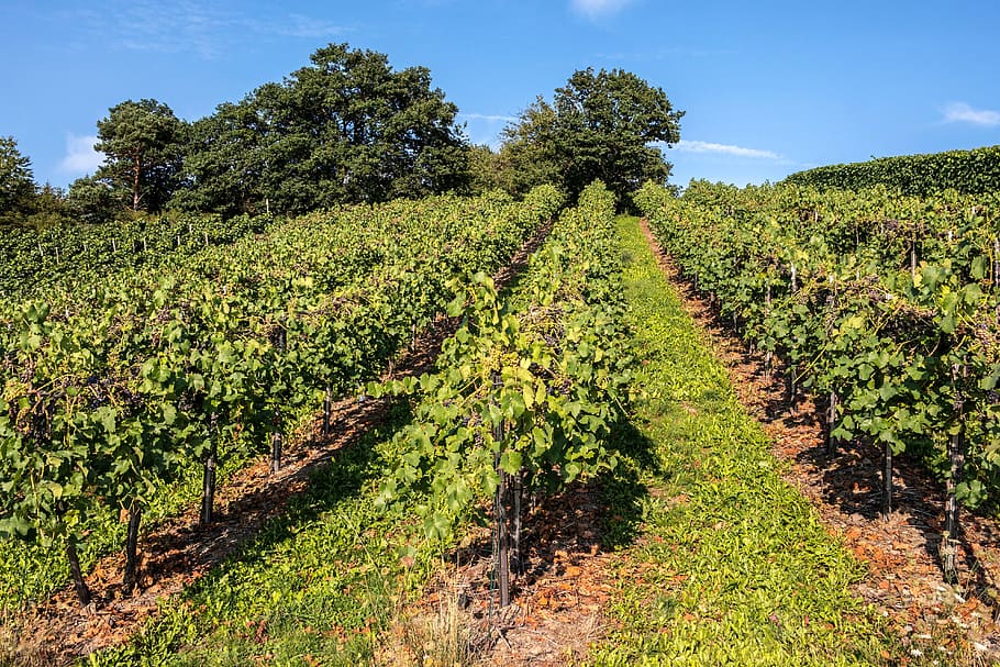 Regione toscana aumenta budget a sostegno imprenditori vino