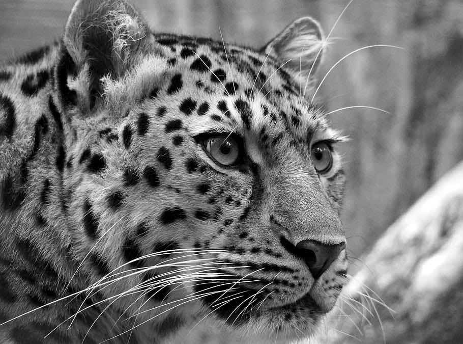 Sud Africa inviera’ oltre 100 ghepardi in India