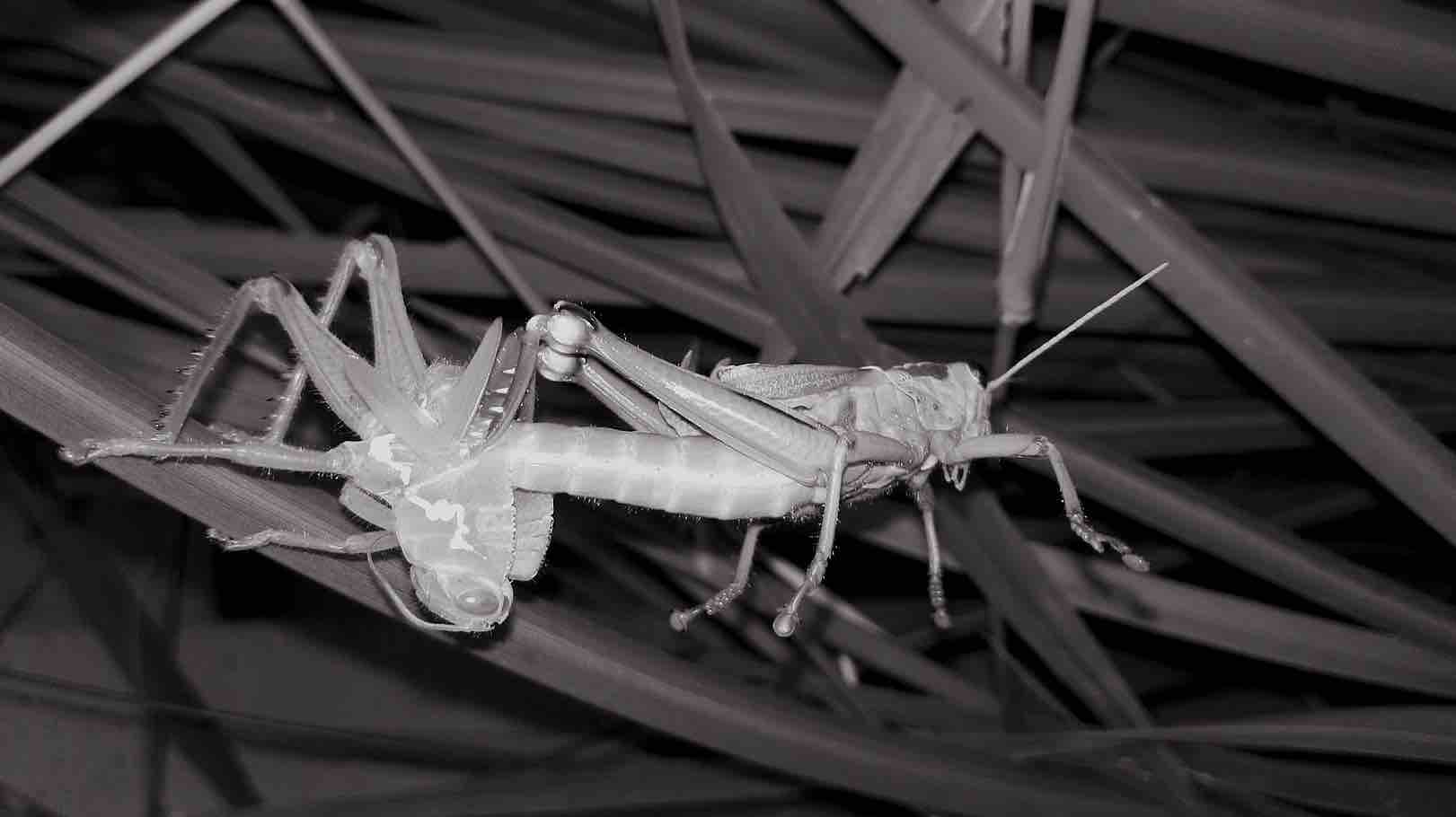 La Chitina, Esoscheletro degli insetti in uso industriale