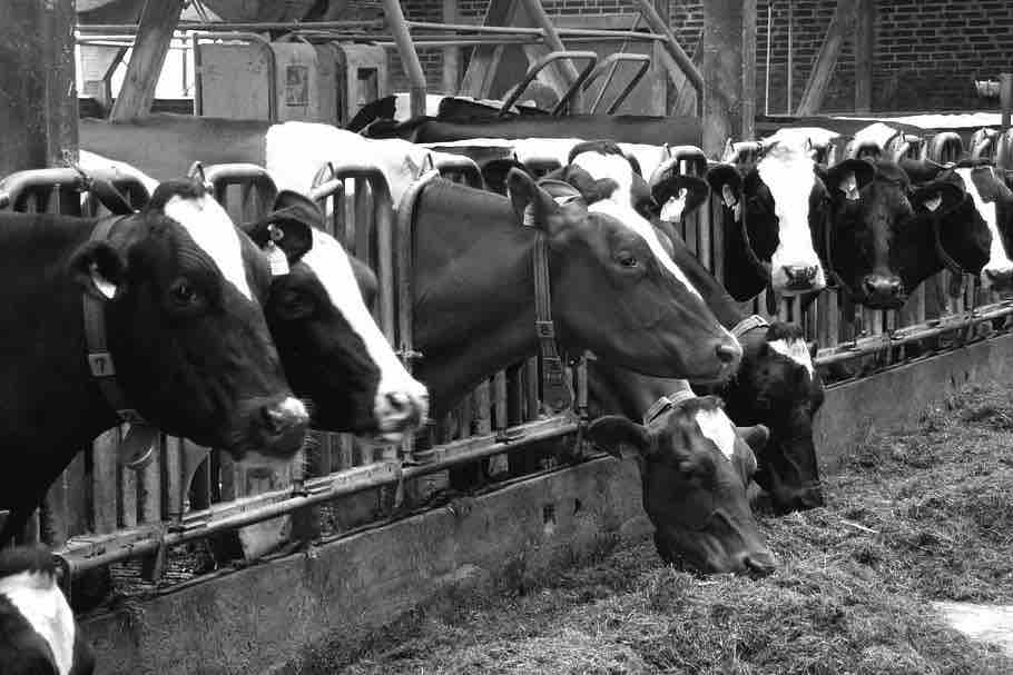 Irlanda macella 200.000 capi di bestiame per ridurre emissioni gas serra
