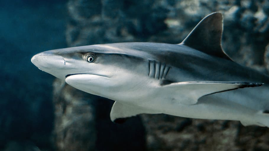 Brasile confisca spedizione illegale pinne di squalo