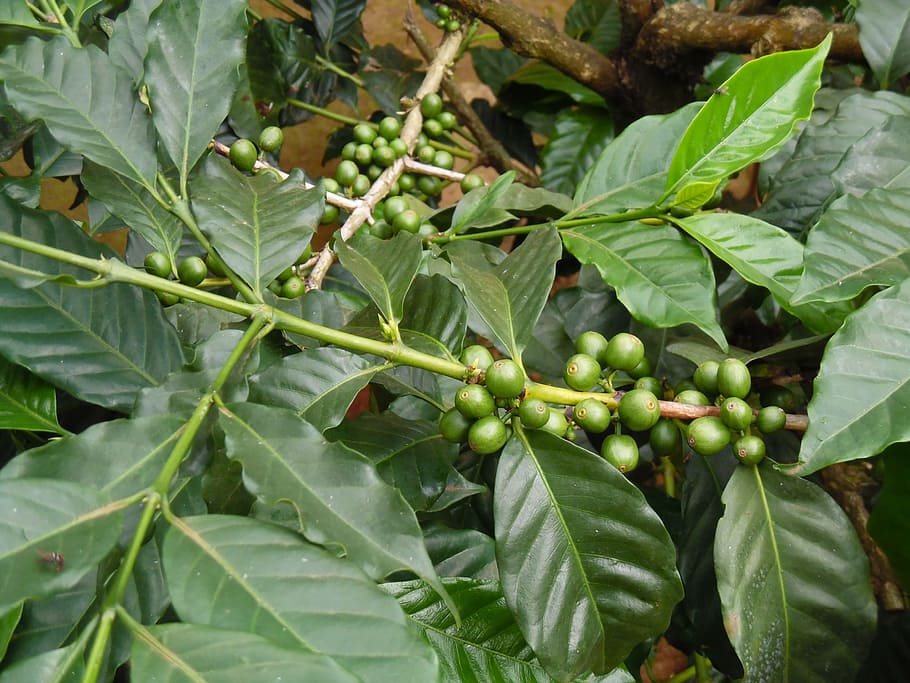 Koun-fao propone in Africa la divulgazione della agroforestazione su caffé e cacao