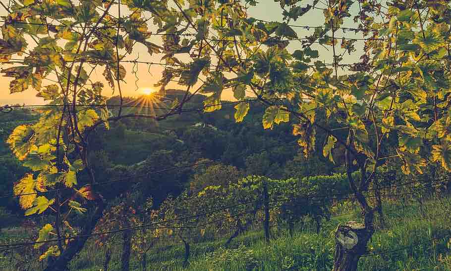 La viticoltura in Slovenia