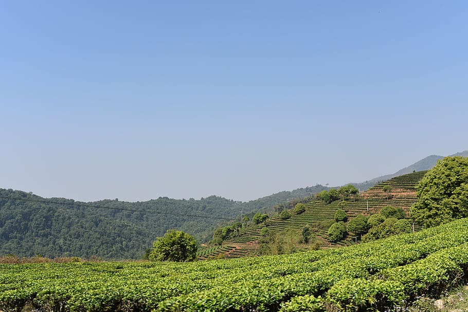 Zone di coltivazione del tea